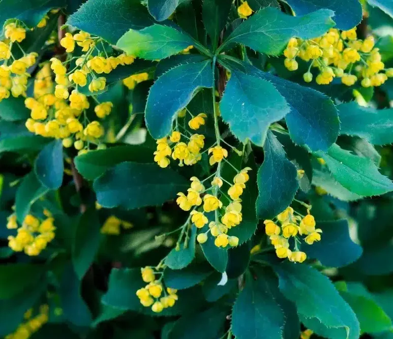 Berberine