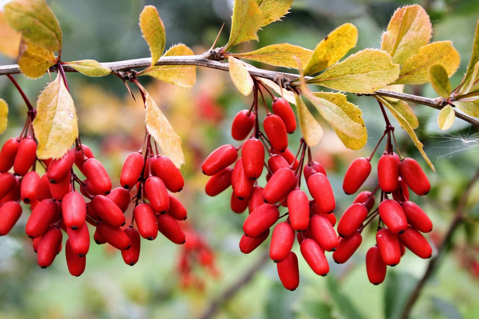 Berberine
