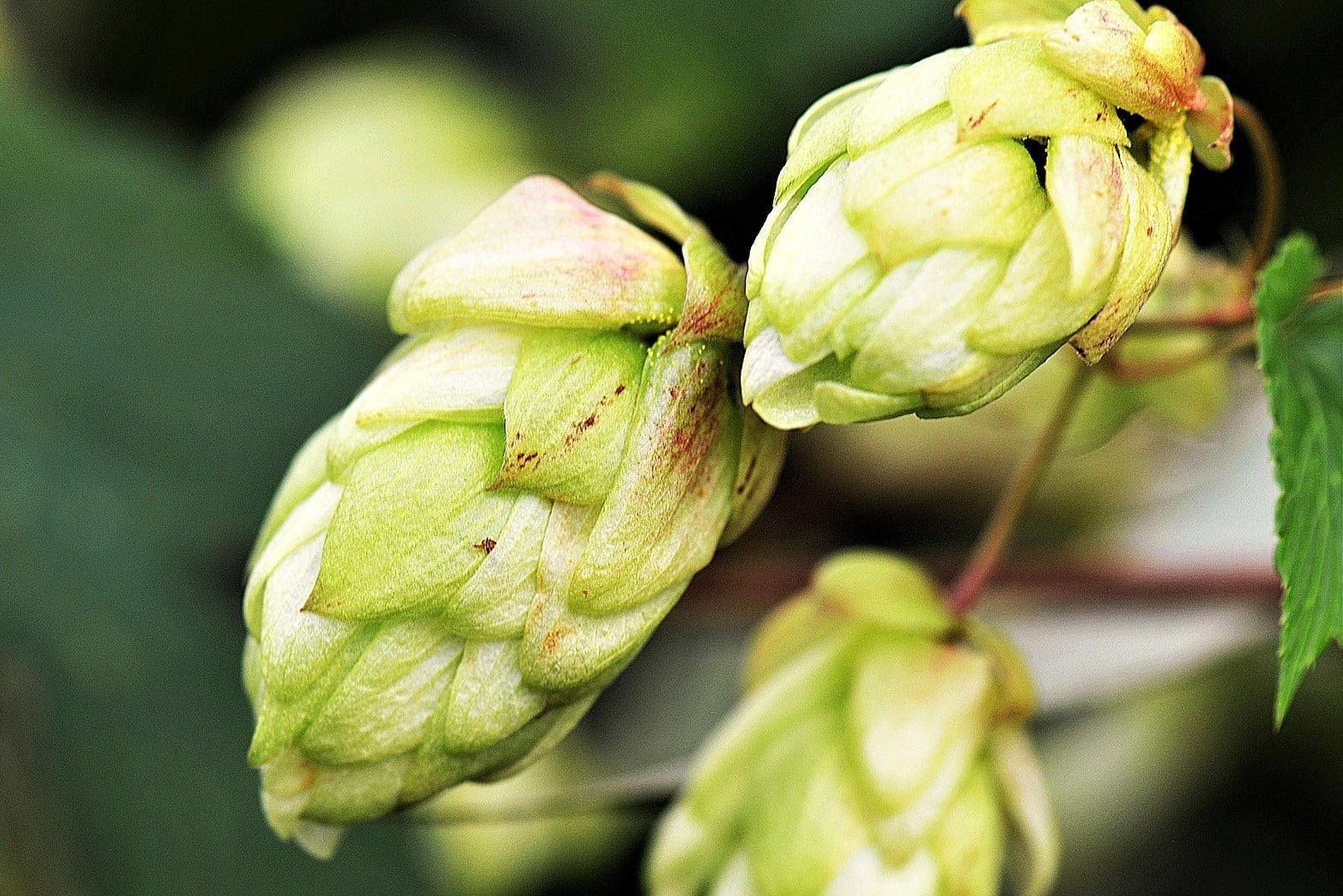 Hops (Humulus lupulus)